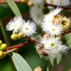 Zdjęcie z Australii - Fauna i flora 