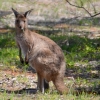 Zdjęcie z Australii - Trawka musi byc mniam mniam :)