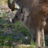 Zdjęcie z Australii - Maluch ciekawie wyglada na swiat :)