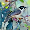 Zdjęcie z Australii - Miodopoik czarnobrody (Melithreptus gularis)