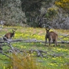 Zdjęcie z Australii - Sa i kangury