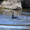 Zdjęcie z Australii - Rozlewiska strumienia Glenloth Creek