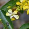 Zdjęcie z Australii - Kwitnie pospornica rodzaju Hymenosporum flavum