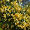 Zdjęcie z Australii - Kwitnie pospornica rodzaju Hymenosporum flavum