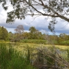 Zdjęcie z Australii - Zielone stawy w Seaford Meadows