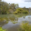 Zdjęcie z Australii - Zielone stawy w Seaford Meadows