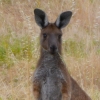 Zdjęcie z Australii - Portrecik :)