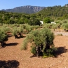 Zdjęcie z Hiszpanii - dalej mijamy stare gaje oliwne.... 