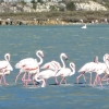 Zdjęcie z Tunezji - do miasta wjeżdża się od strony salin (Lac de Monastir Saline) gdzie zimują 