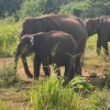 Zdjęcie ze Sri Lanki - Safari w parku Minneriya