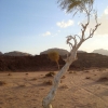 Zdjęcie z Jordanii - Pustynia Wadi Rum