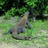 Zdjęcie z Indonezji - KOMODO ISLAND