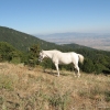 Zdjęcie z Grecji - Olimp-Stavros(944m n.p.m)