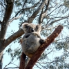 Zdjęcie z Australii - Koala