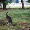 Zdjęcie z Australii - Za duzy zeby wejsc....