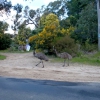 Zdjęcie z Australii - Strusie emu...