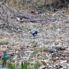 Zdjęcie z Australii - Splendid fairy wren