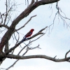 Zdjęcie z Australii - Papuga crimson rosella