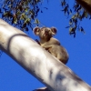 Zdjęcie z Australii - Koala na eukaliptusie