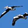 Zdjęcie z Australii - Milang - krazace pelikany