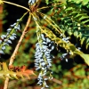 Zdjęcie z Australii - Australijska flora