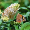 Zdjęcie z Australii - Fauna i flora