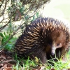 Zdjęcie z Australii - Echidna czyli kolczatka