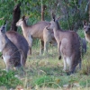 Zdjęcie z Australii - Kangurza rodzina