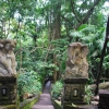 Zdjęcie z Indonezji - Drzwi do lasu :)