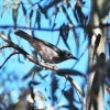 Zdjęcie z Australii - Whitethroated Treecreeper