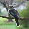 Zdjęcie z Australii - Kookaburra