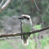 Zdjęcie z Australii - kookaburra